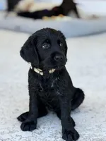 Percy , a male Labradoodle for sale in Stuart, FL – Photo 2 of 10
