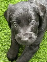 Percy , a male Labradoodle for sale in Stuart, FL – Photo 4 of 10