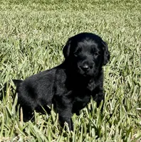 Percy , a male Labradoodle for sale in Stuart, FL – Photo 6 of 10