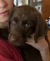Little brown , a female Labradoodle for sale in Stuart, FL – 2 of 9