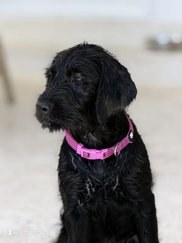 Peppercorn  – Labradoodle puppy for sale in Stuart, FL
