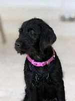 Peppercorn , a female Labradoodle for sale in Stuart, FL – 1 of 9