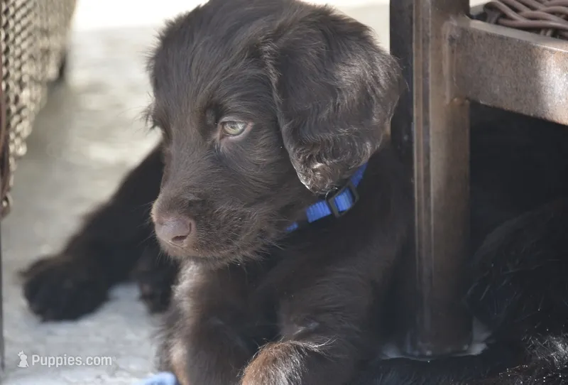 Little brown  – Labradoodle puppy for sale in Stuart, FL