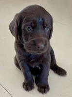Little brown , a female Labradoodle for sale in Stuart, FL – 3 of 9