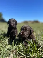 Little brown , a female Labradoodle for sale in Stuart, FL – 5 of 9