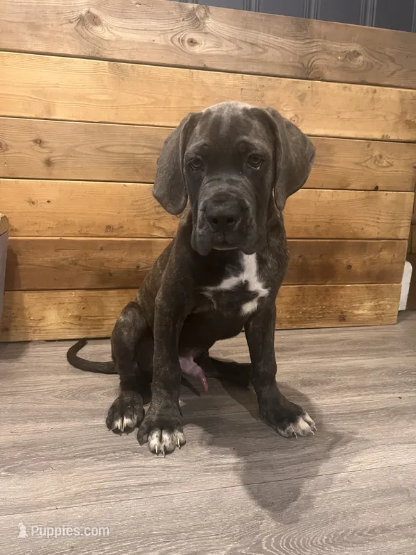 No names – Cane Corso puppy for sale in Indian Orchard, MA