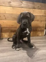 No names, a male Cane Corso for sale in Indian Orchard, MA – 1 of 4