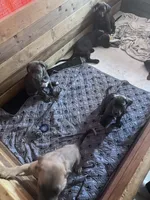 No names, a male Cane Corso for sale in Indian Orchard, MA – 3 of 4
