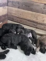 No names, a male Cane Corso for sale in Indian Orchard, MA – 2 of 4