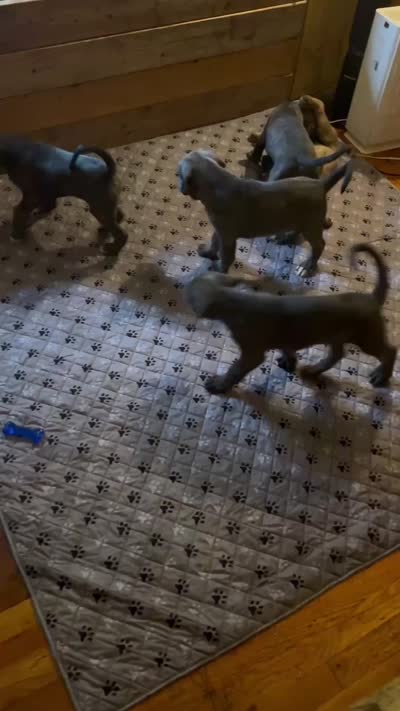 No names, a male Cane Corso for sale in Indian Orchard, MA – 4 of 4