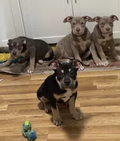 Logan, a male American Bulldog and American Bully for sale in Browns Mills, NJ – 2 of 5