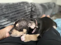 Lady, a female American Bulldog and American Bully for sale in Browns Mills, NJ – 2 of 4