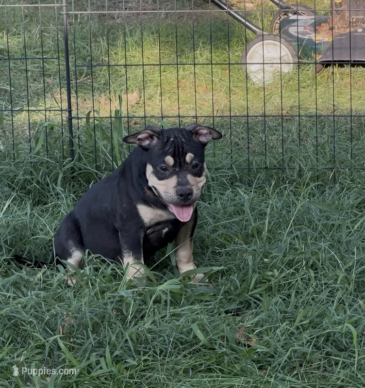 Deadpool  – American Bulldog, American Bully puppy for sale in Browns Mills, NJ