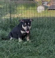 Deadpool , a male American Bulldog and American Bully for sale in Browns Mills, NJ – 1 of 3