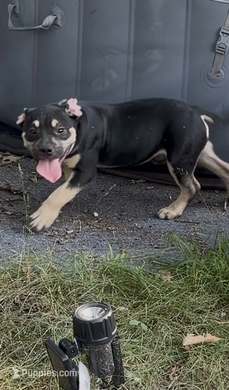 T’chala  – American Bulldog, American Bully puppy for sale in Browns Mills, NJ
