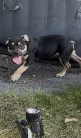 T’chala , a male American Bulldog and American Bully for sale in Browns Mills, NJ – 1 of 3