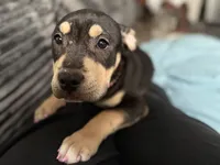 Lady, a female American Bulldog and American Bully for sale in Browns Mills, NJ – 4 of 4