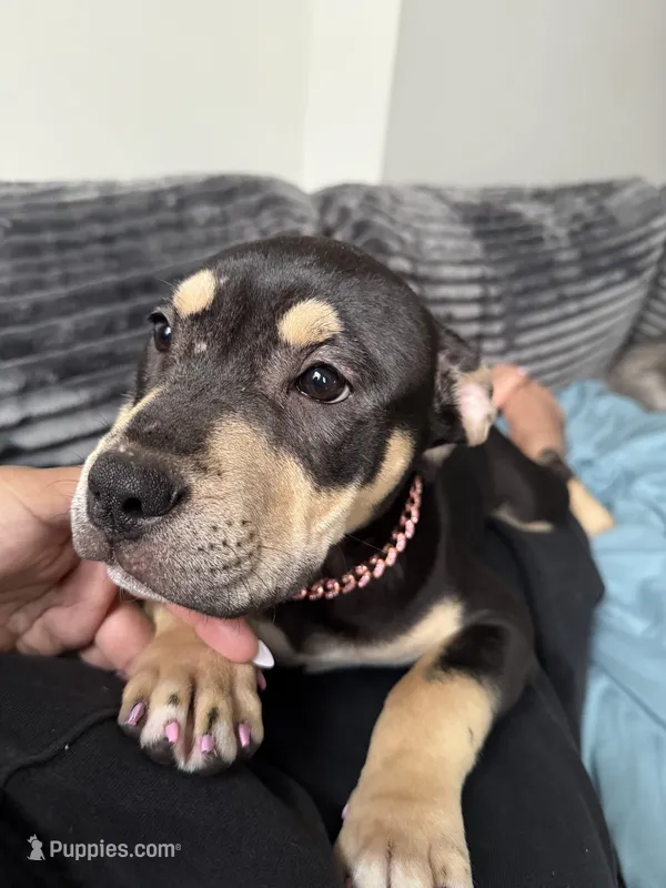 Lady – American Bulldog, American Bully puppy for sale in Browns Mills, NJ