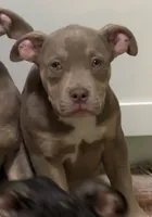 Bella, a female American Bulldog and American Bully for sale in Browns Mills, NJ – 2 of 2