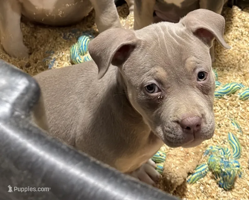 Bella – American Bulldog, American Bully puppy for sale in Browns Mills, NJ