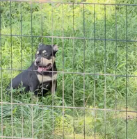 Deadpool , a male American Bulldog and American Bully for sale in Browns Mills, NJ – 2 of 3