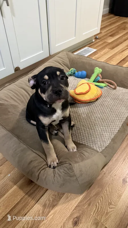 Logan – American Bulldog, American Bully puppy for sale in Browns Mills, NJ