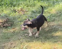 Deadpool , a male American Bulldog and American Bully for sale in Browns Mills, NJ – 3 of 3