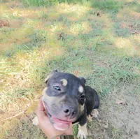 T’chala , a male American Bulldog and American Bully for sale in Browns Mills, NJ – 3 of 3