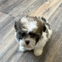 Amera, a female Shichon for sale in Fairchild, WI – Photo 2 of 6