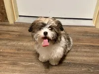 Amera, a female Shichon for sale in Fairchild, WI – Photo 7 of 10