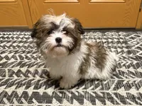Amera, a female Shichon for sale in Fairchild, WI – Photo 9 of 10