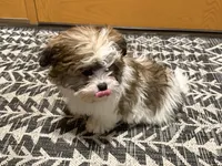 Amera, a female Shichon for sale in Fairchild, WI – Photo 8 of 10