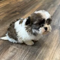 Amera, a female Shichon for sale in Fairchild, WI – Photo 3 of 6