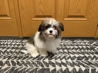 Amera, a female Shichon for sale in Fairchild, WI – Photo 10 of 10