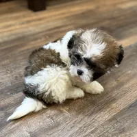 Amera, a female Shichon for sale in Fairchild, WI – Photo 5 of 6