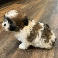 Amera, a female Shichon for sale in Fairchild, WI – Photo 4 of 6