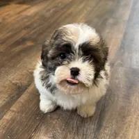 Amera, a female Shichon for sale in Fairchild, WI – Photo 1 of 6