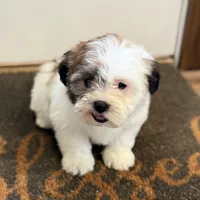 Amelia, a female Shichon for sale in Fairchild, WI – Photo 2 of 8