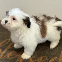 Amelia, a female Shichon for sale in Fairchild, WI – Photo 6 of 8