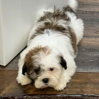 Amelia, a female Shichon for sale in Fairchild, WI – Photo 1 of 8