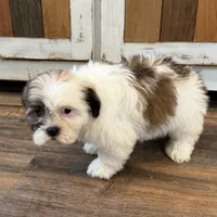 Amelia, a female Shichon for sale in Fairchild, WI – Photo 5 of 8