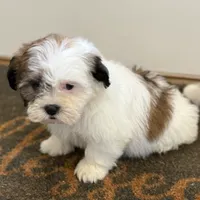 Amelia, a female Shichon for sale in Fairchild, WI – Photo 4 of 8