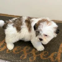 Amelia, a female Shichon for sale in Fairchild, WI – Photo 7 of 8