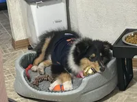 Minnie, a female Collie for sale in Coralville, IA – Photo 1 of 2