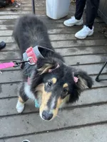 Minnie, a female Collie for sale in Coralville, IA – Photo 2 of 2