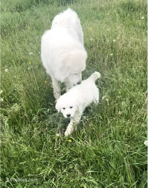 Luna – Great Pyrenees puppy for sale in Danube, MN