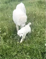 Luna, a female Great Pyrenees for sale in Danube, MN – 1 of 1