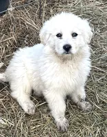 Thor, a male Great Pyrenees for sale in Danube, MN – Photo 1 of 6