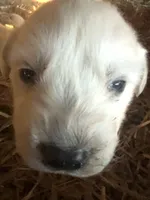 Thor, a male Great Pyrenees for sale in Danube, MN – Photo 2 of 6