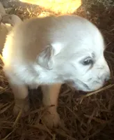 Thor, a male Great Pyrenees for sale in Danube, MN – Photo 3 of 6